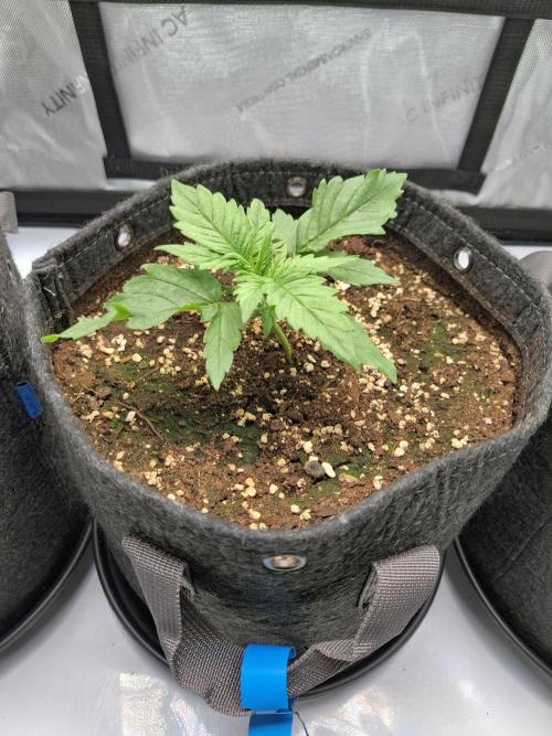 An Autumn with FastBuds. Week 2 - Blueberry