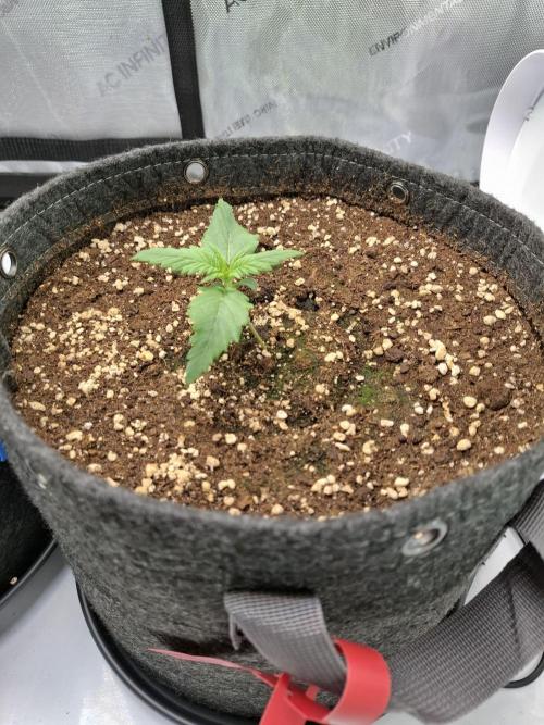 An Autumn with FastBuds. Week 2 - Tropicana Cookies