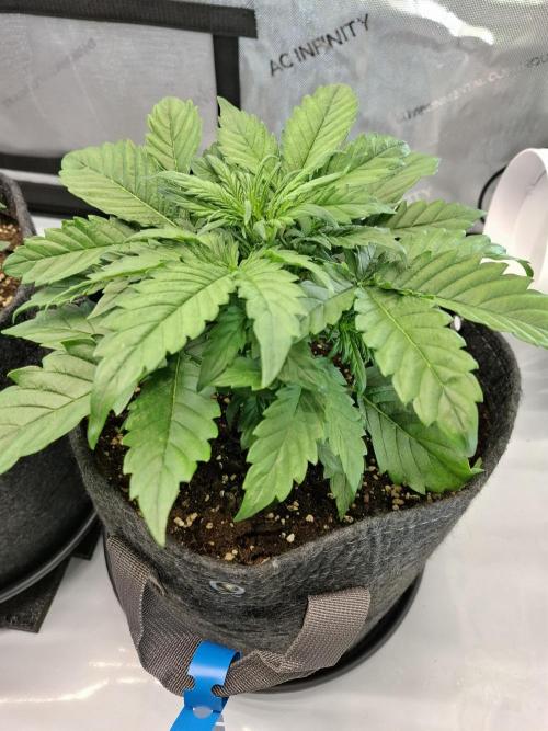 An Autumn with FastBuds. Week 3 - Blueberry Auto