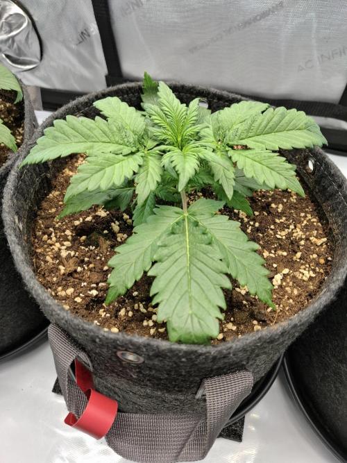 An Autumn with FastBuds. Week 3 - Tropicana Cookies Auto