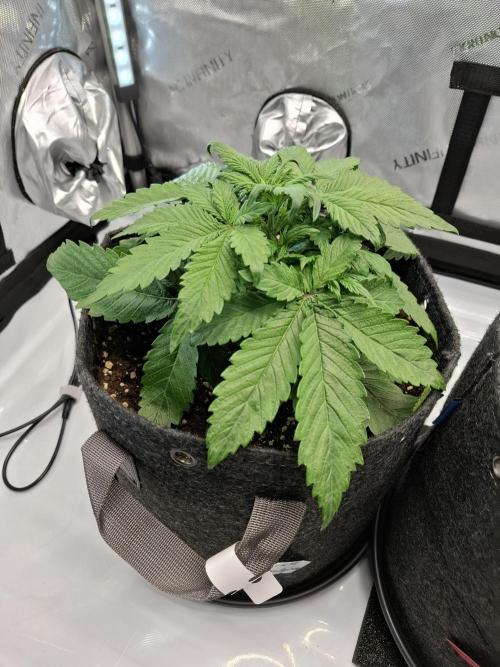 An Autumn with FastBuds. Week 3 - Lemon Cherry Cookies Auto