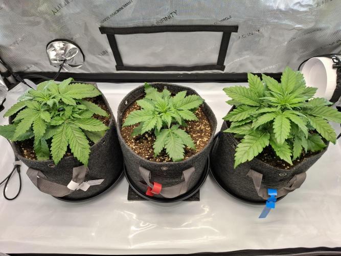 An Autumn with FastBuds. Week 3 - Family Pic