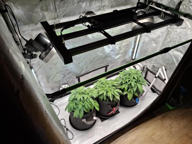 An Autumn with FastBuds. Week 4 - Love di AC Inf. Setup