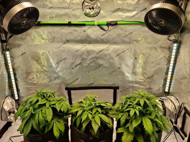 An Autumn with FastBuds. Week 4 - Breeeeeez