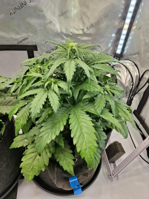 An Autumn with FastBuds. Week 4 - Bluebrry (BB)