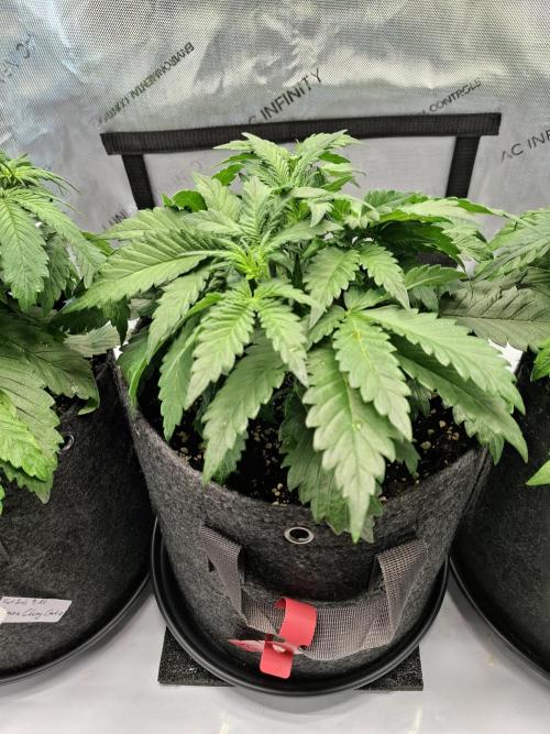 An Autumn with FastBuds. Week 4 - Tropicana Cookies (TC)