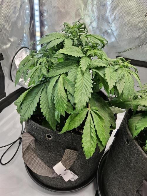 An Autumn with FastBuds. Week 4 - Lemon Cherry Cookies