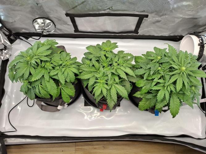 An Autumn with FastBuds. Week 4 - Family Pic