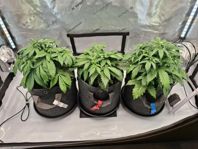 An Autumn with FastBuds. Week 4 - Family Pic low