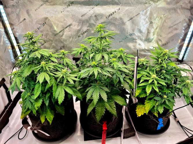 An Autumn with FastBuds. Week 5