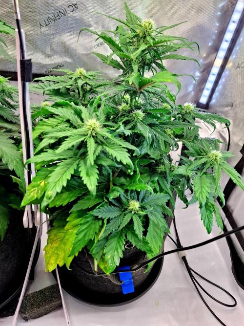 An Autumn with FastBuds. Week 5 - BB