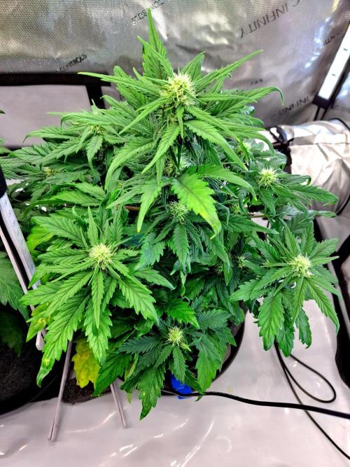 An Autumn with FastBuds. Week 5 - BB