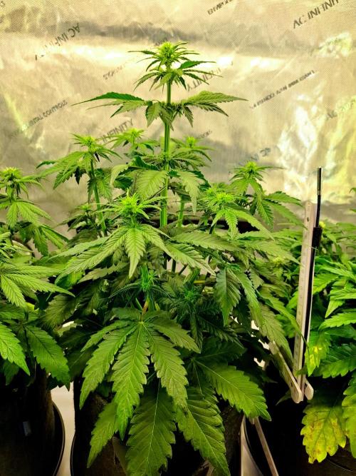 An Autumn with FastBuds. Week 5 - TC