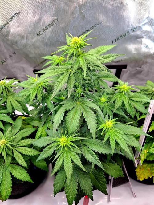 An Autumn with FastBuds. Week 5 - TC