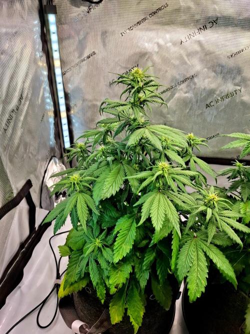 An Autumn with FastBuds. Week 5 - LCC