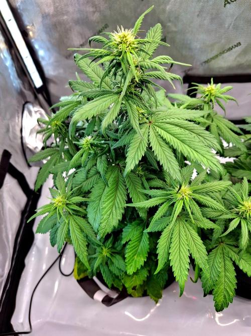 An Autumn with FastBuds. Week 5 - LCC