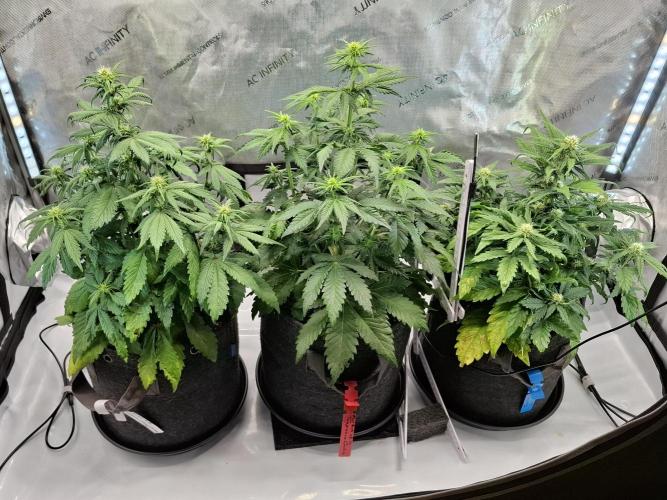 An Autumn with FastBuds. Week 5