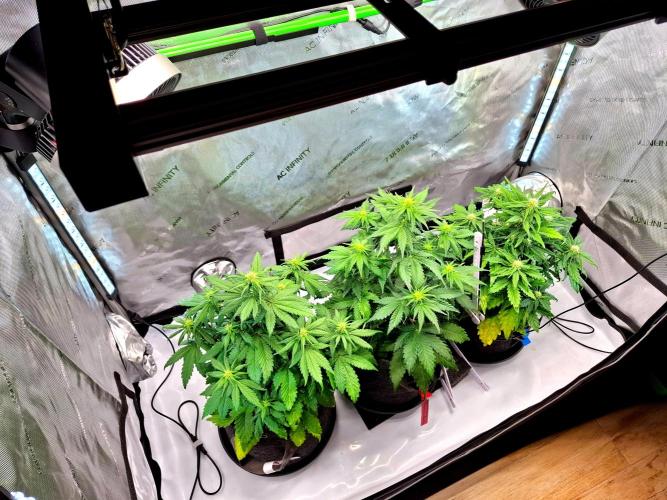 An Autumn with FastBuds. Week 5