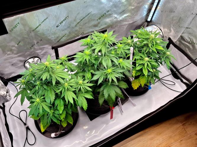 An Autumn with FastBuds. Week 5