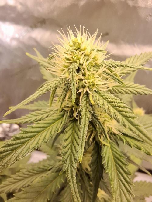 An Autumn with FastBuds. Week 6 - TC