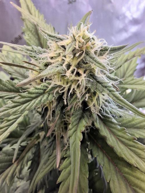 An Autumn with FastBuds. Week 6 - BB