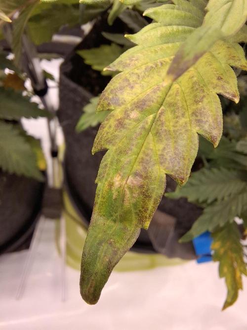 An Autumn with FastBuds. Week 6