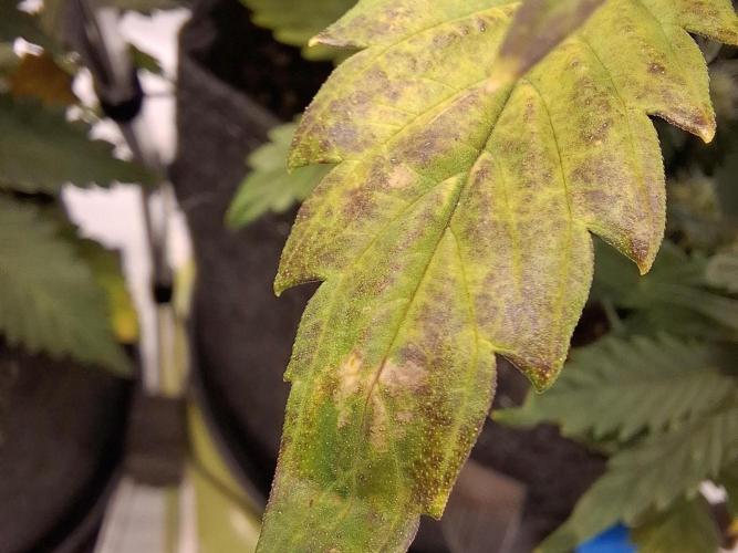 An Autumn with FastBuds. Week 6