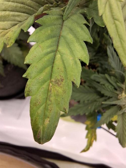 An Autumn with FastBuds. Week 6