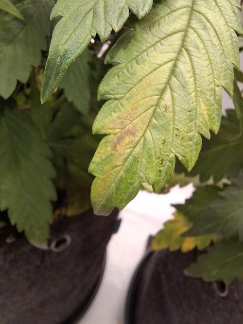 An Autumn with FastBuds. Week 6