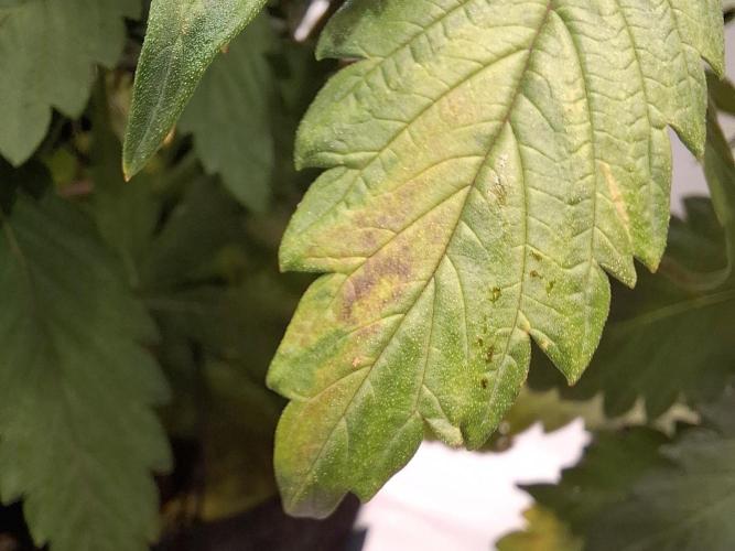 An Autumn with FastBuds. Week 6