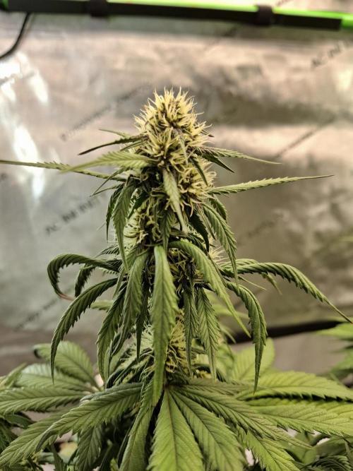 An Autumn with FastBuds. Week 6 - LCC