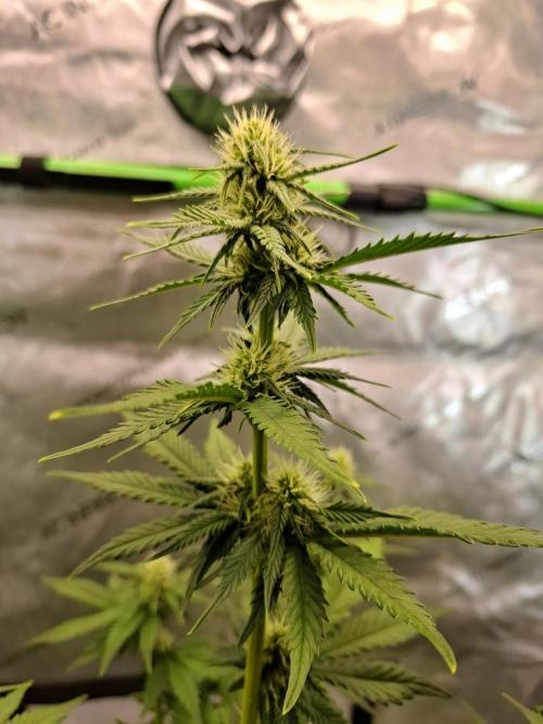 An Autumn with FastBuds. Week 6 - TC