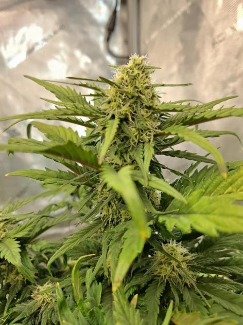 An Autumn with FastBuds. Week 6 - BB