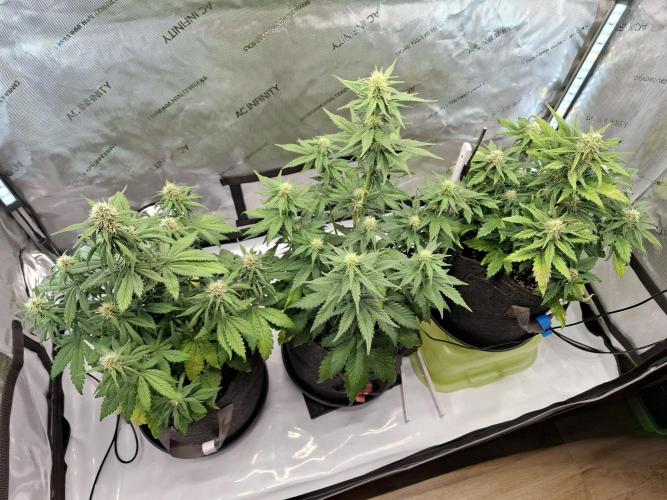 An Autumn with FastBuds. Week 6