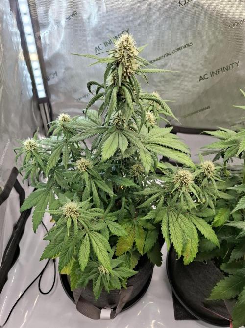 An Autumn with FastBuds. Week 6 - LCC