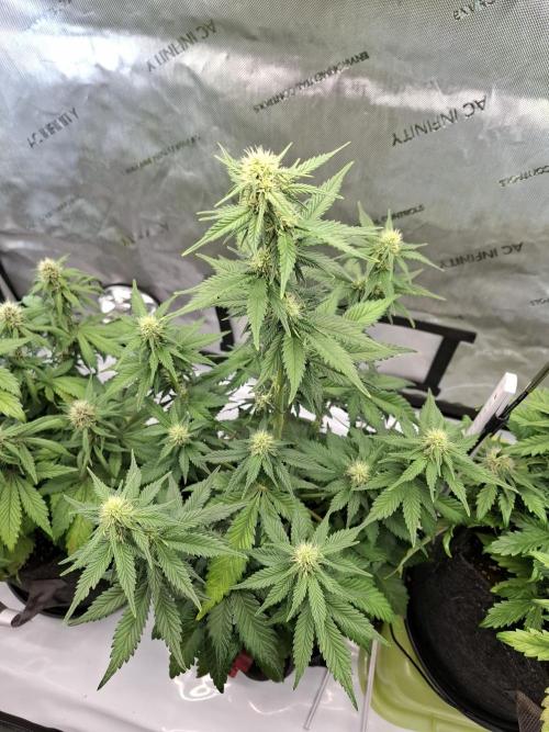 An Autumn with FastBuds. Week 6 - TC