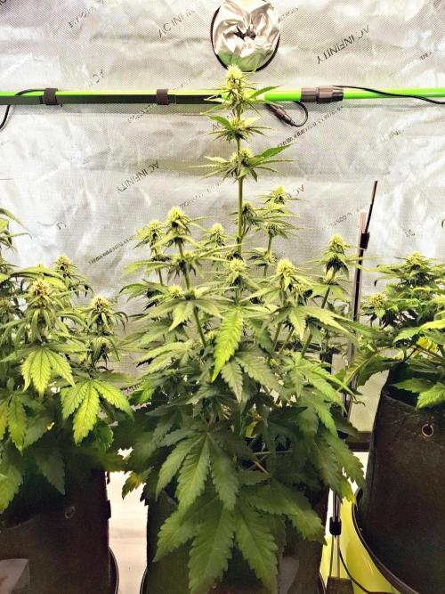 An Autumn with FastBuds. Week 6 - TC