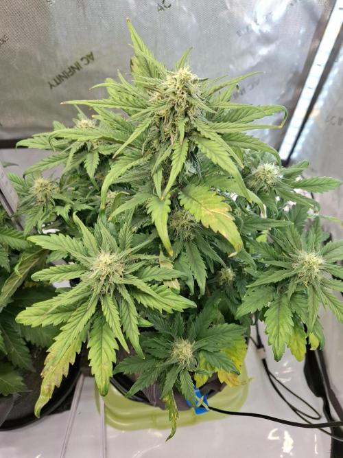 An Autumn with FastBuds. Week 6 - BB