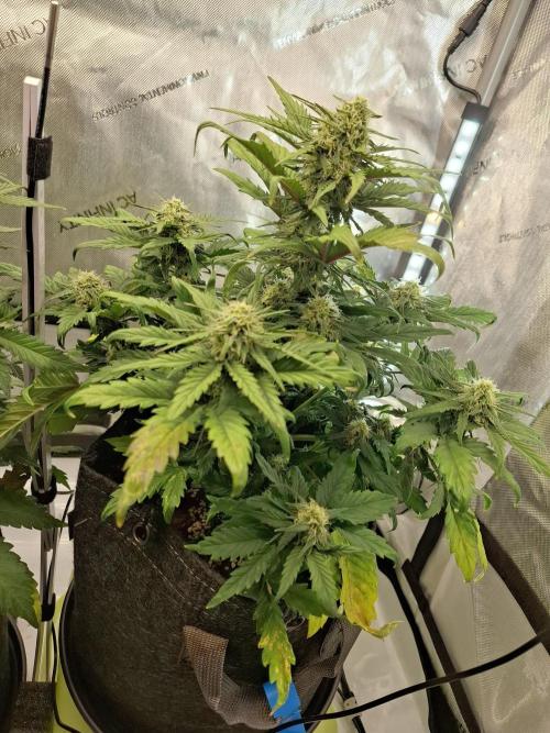 An Autumn with FastBuds. Week 6 - BB