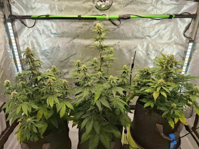 An Autumn with FastBuds. Week 6 - TC