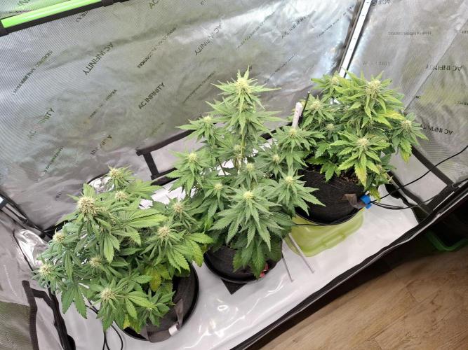 An Autumn with FastBuds. Week 6