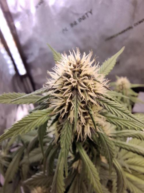 An Autumn with FastBuds. Week 6 - LCC