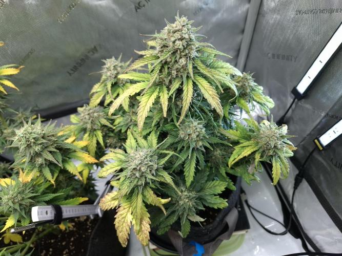 An Autumn with FastBuds. Week 9 - BB