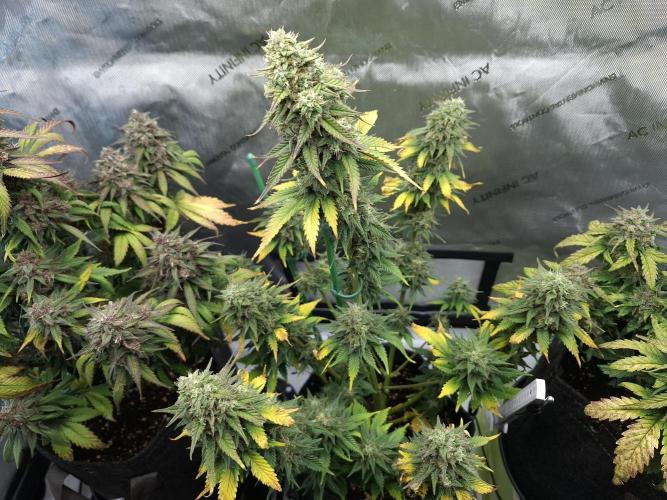 An Autumn with FastBuds. Week 9 - TC