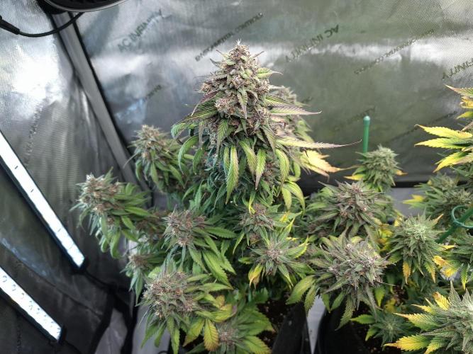 An Autumn with FastBuds. Week 9 - LCC