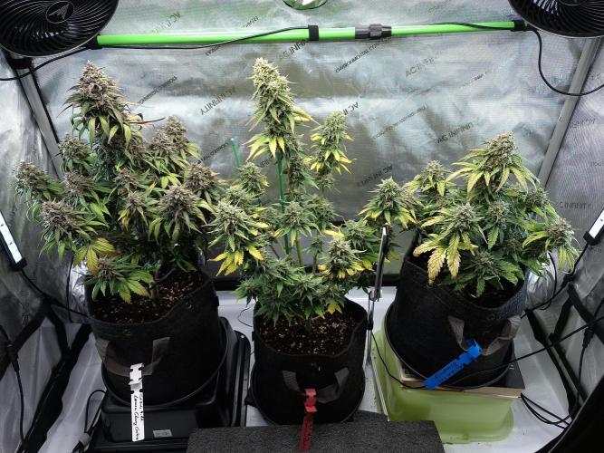 An Autumn with FastBuds. Week 9 - Family