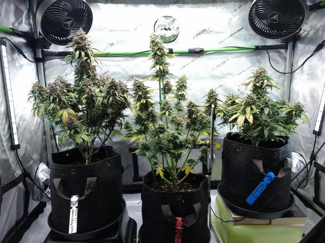 An Autumn with FastBuds. Week 9 - Family