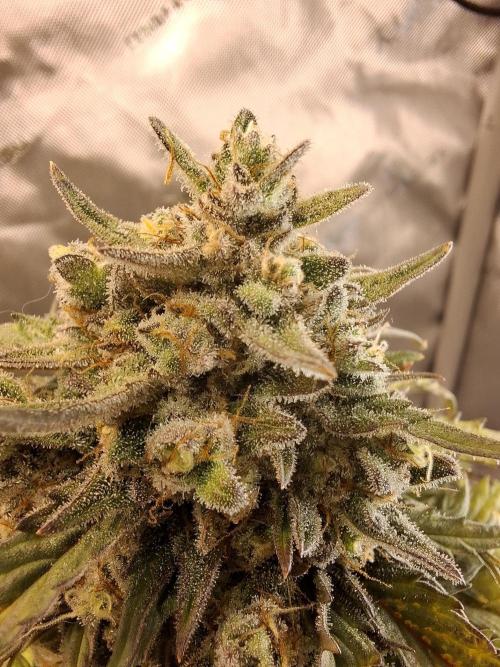 An Autumn with FastBuds. Week 9 - BB