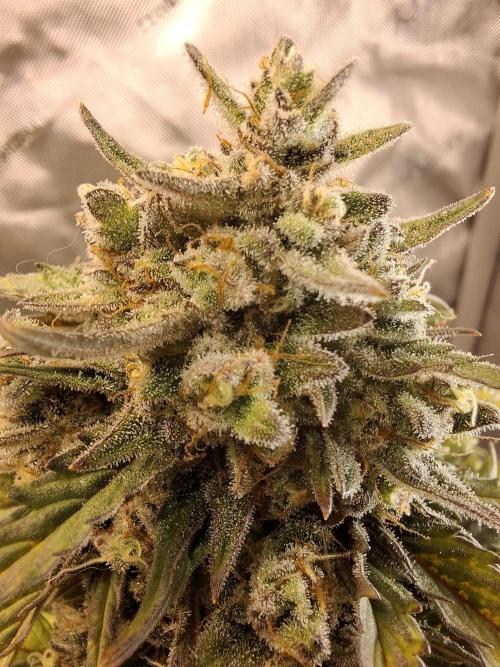 An Autumn with FastBuds. Week 9 - BB