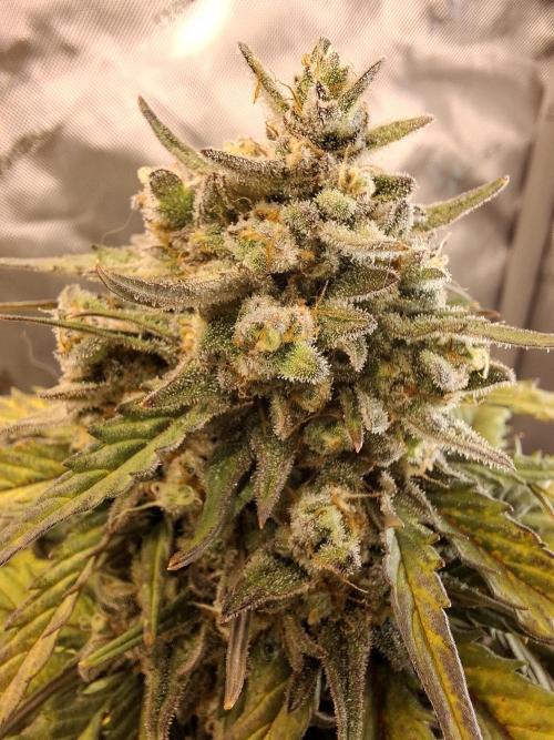 An Autumn with FastBuds. Week 9 - BB